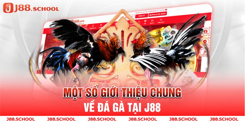 Một số giới thiệu chung về đá gà tại J88